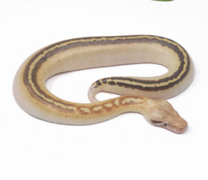 9-12B-Ivory-Blood-Python_2024_1-300x260 9-12B Ivory Blood Python_2024_1