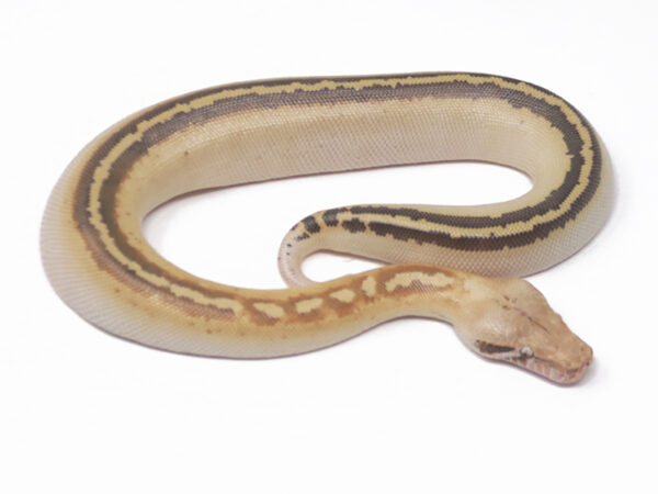 Ivory Blood Python (Female)