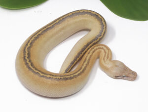 9-12C-Ivory-Blood-Python_2024_1-300x228 9-12C Ivory Blood Python_2024_1