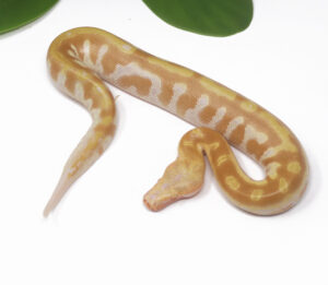 9-3A-T-Albino-Blood-Python_2024_1-300x261 9-3A T- Albino Blood Python_2024_1