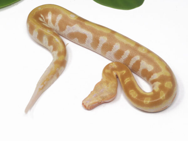 T- Albino Blood Python (Female)