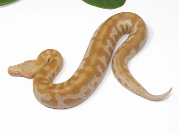 T- Albino Blood Python (Female)