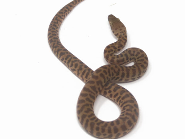 Stimson's Python (Female)