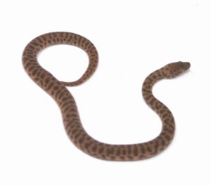 WR1-1B-Stimsons-Python_2024_1-300x265 WR1-1B Stimson's Python_2024_1