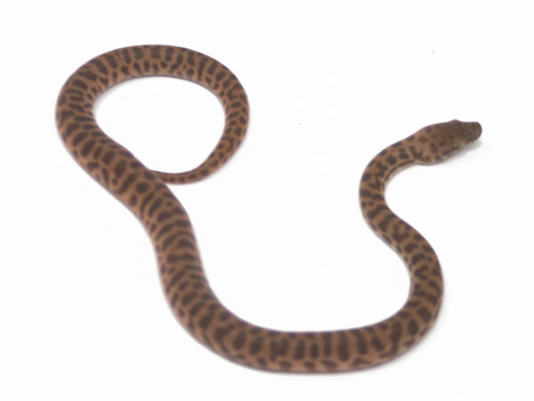 Stimson's Python (Female)