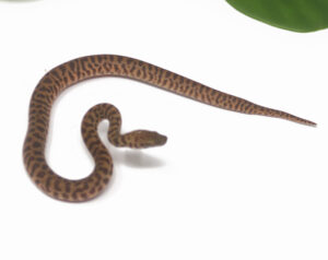 WR1-1C-Stimsons-Python_2024_1-300x238 WR1-1C Stimson's Python_2024_1