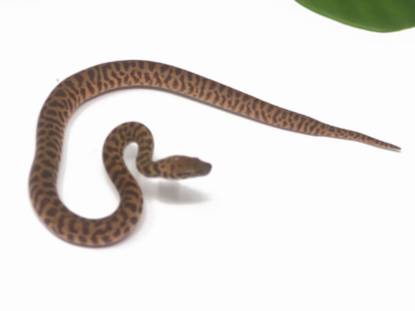 Stimson's Python (Female)