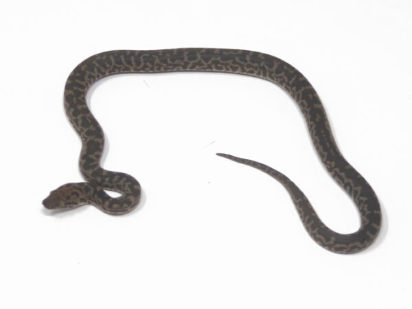 Spotted Python (Female)