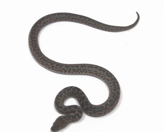 Spotted Python (Female)