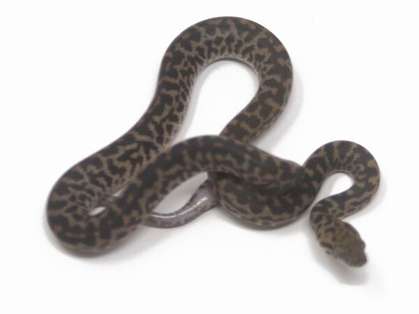 Spotted Python (Female)