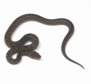WR1-3D-Spotted-Python_2024_1-300x277 WR1-3D Spotted Python_2024_1