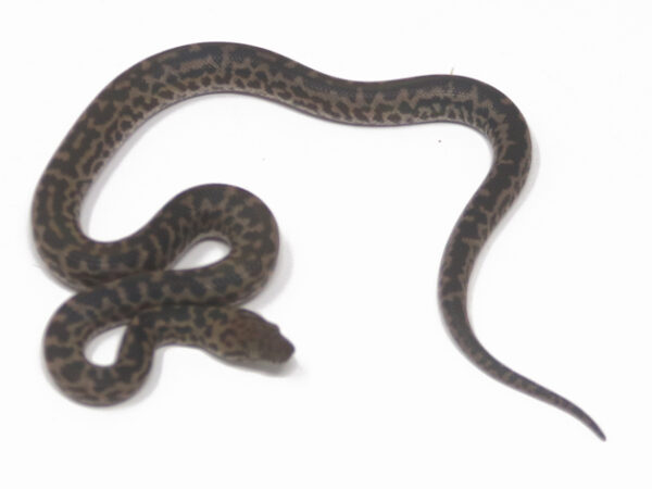Spotted Python (Male)