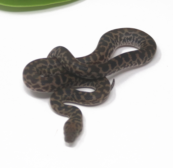 Spotted Python (Male)