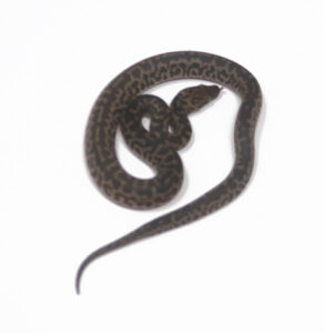 WR1-3F-Spotted-Python_2024_1-292x300 WR1-3F Spotted Python_2024_1