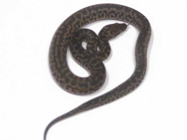 Spotted Python (Male)