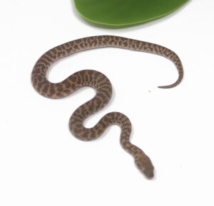 WR1-4F-Stimsons-Python_2024_1-300x290 WR1-4F Stimson's Python_2024_1