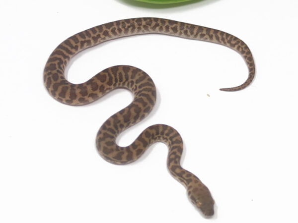 Stimson's Python (Male)