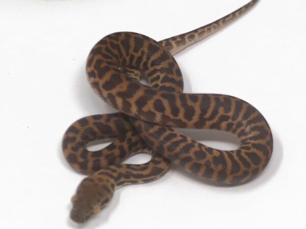 Stimson's Python (Male)