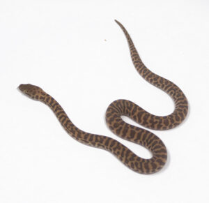 WR1-5D-Stimsons-Python_2024_1-300x291 WR1-5D Stimson's Python_2024_1