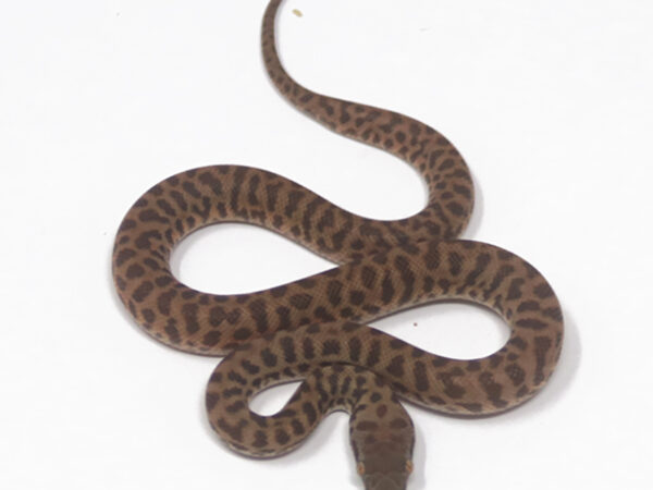 Children's Python (Female)
