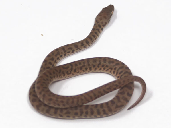 Children's Python (Male)