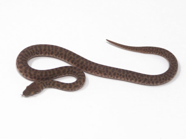 Children's Python (Male)