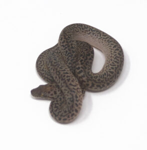 WR1-6D-Granite-Spotted-Python_2024_1-294x300 WR1-6D Granite Spotted Python_2024_1