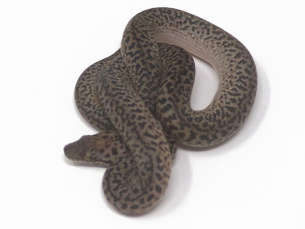 Granite Spotted Python (Female)