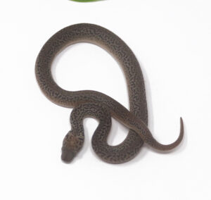 WR1-6E-Granite-Spotted-Python_2024_1-300x284 WR1-6E Granite Spotted Python_2024_1