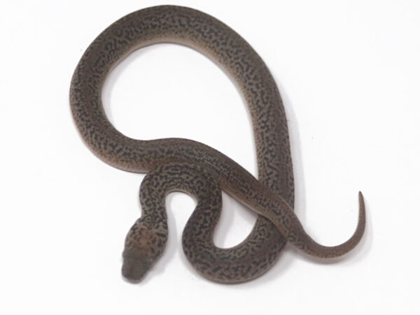 Granite Spotted Python (Female)