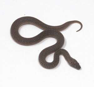 WR1-7B-Granite-Spotted-Python_2024_1-300x280 WR1-7B Granite Spotted Python_2024_1