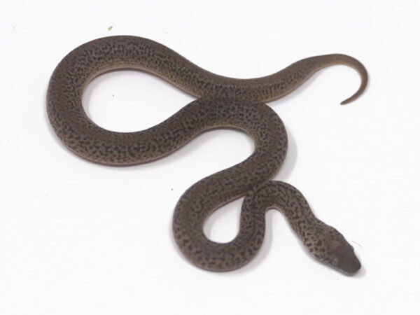Granite Spotted Python (Female)