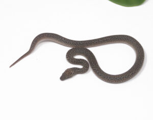 WR1-7C-Granite-Spotted-Python_2024_1-300x237 WR1-7C Granite Spotted Python_2024_1