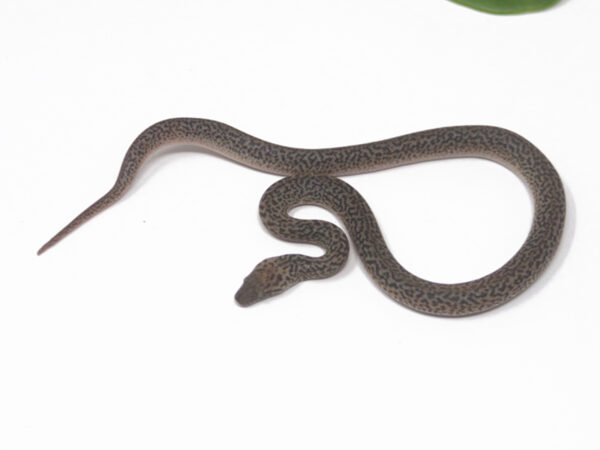 Granite Spotted Python (Male)