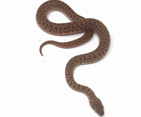 Children's Python (Female)