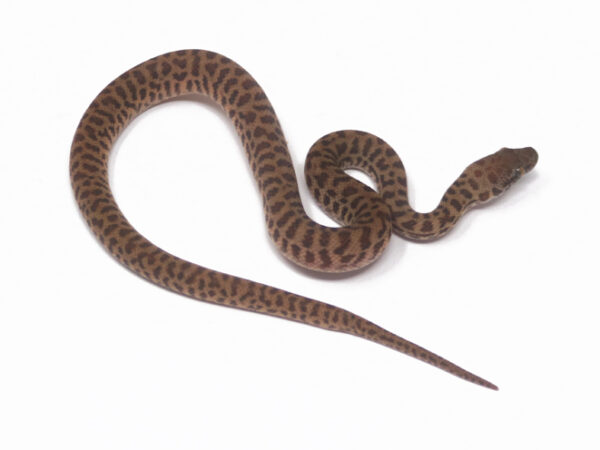 Children's Python (Female)