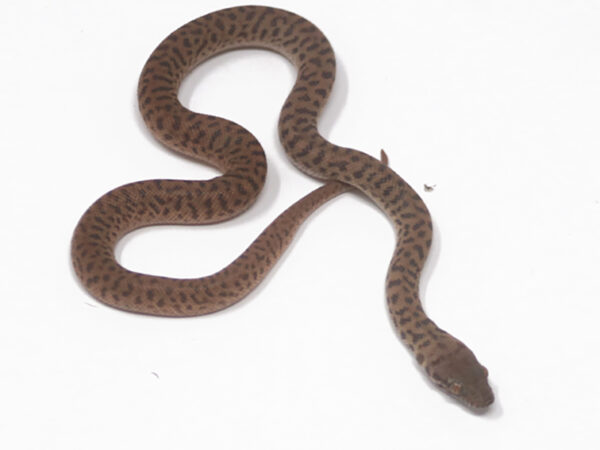 Children's Python (Male)