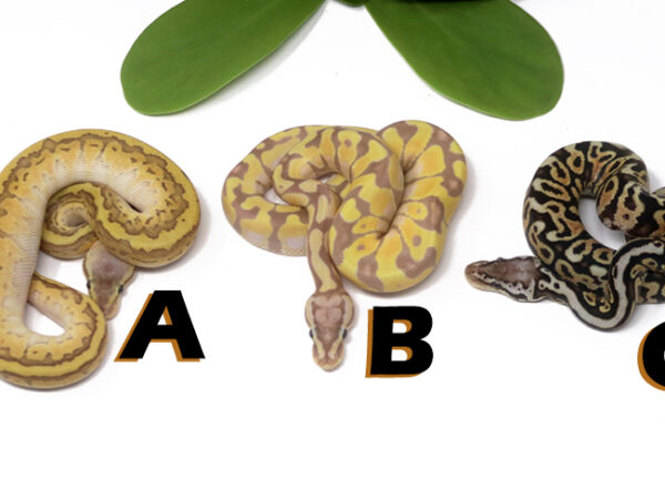 Grab Bag Contest 1506
