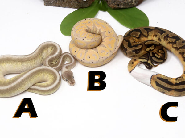 Grab Bag Contest 1507