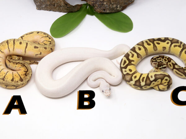 Grab Bag Contest 1508