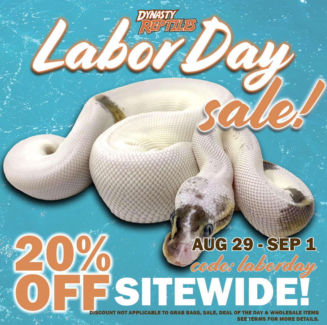 laborday2025 Ball Pythons and other Reptiles for sale
