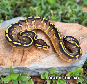 ws-12A-300x291 ws-12A