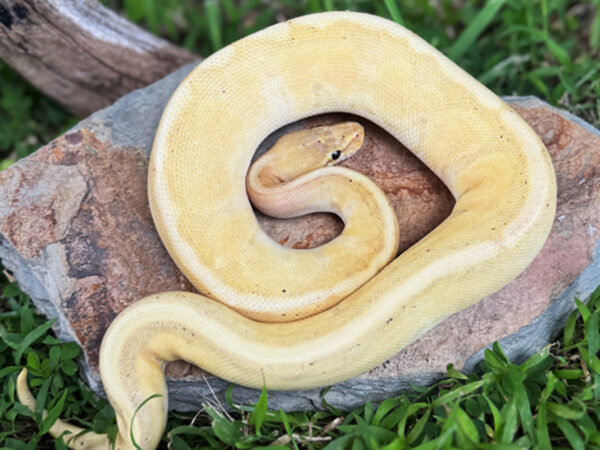 Banana Genetic Stripe (Female)