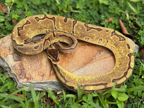 Enchi Pin (Male)
