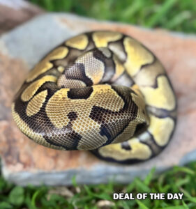 103-8B-281x300 103-8B