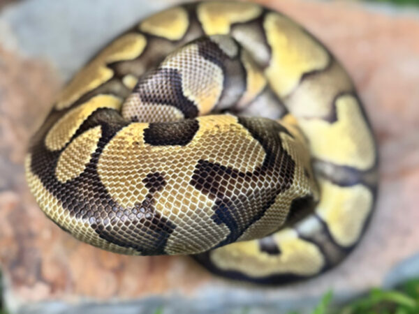 Mahogany Enchi Pastel (Male)