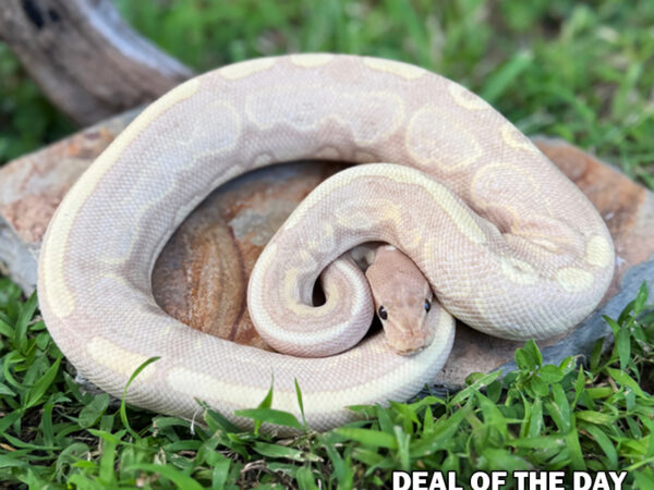 Super Banana Cinnamon (Male)