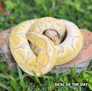 107-13C-300x298 107-13C