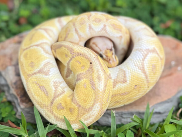 Banana Pewter (Female)