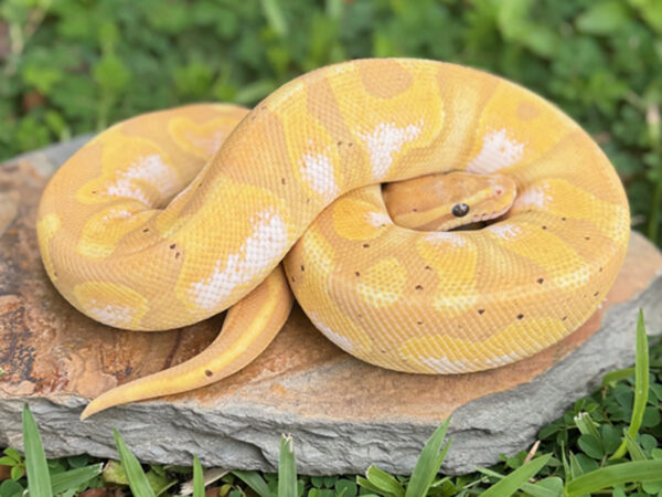 Banana Enchi Calico (Male)